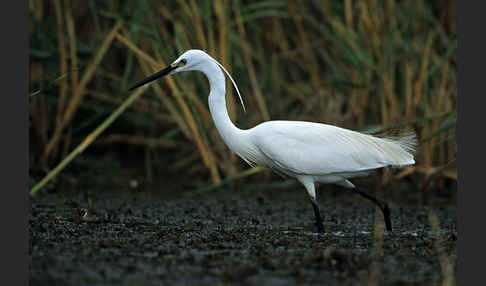 Seidenreiher (Egretta garzetta)