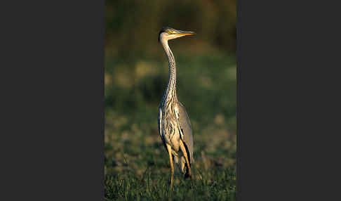 Graureiher (Ardea cinerea)