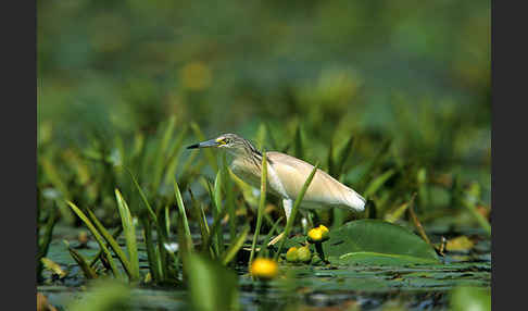 Rallenreiher (Ardeola ralloides)