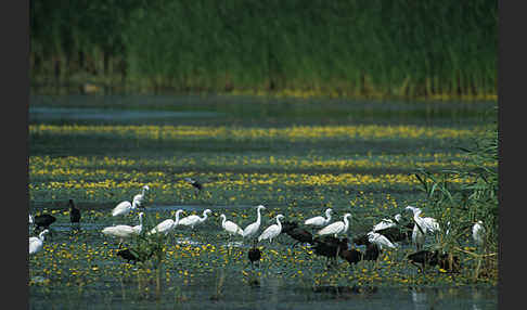 Seidenreiher (Egretta garzetta)