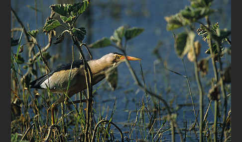 Zwergdommel (Ixobrychus minutus)