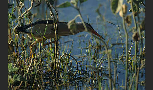 Zwergdommel (Ixobrychus minutus)