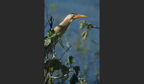 Zwergdommel (Ixobrychus minutus)