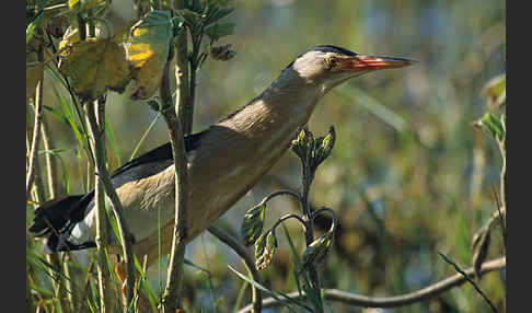 Zwergdommel (Ixobrychus minutus)