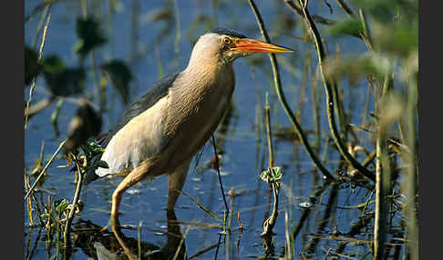 Zwergdommel (Ixobrychus minutus)