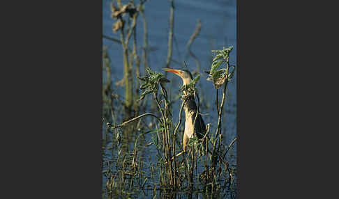 Zwergdommel (Ixobrychus minutus)