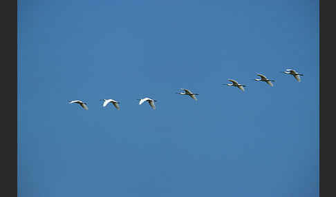 Löffler (Platalea leucorodia)