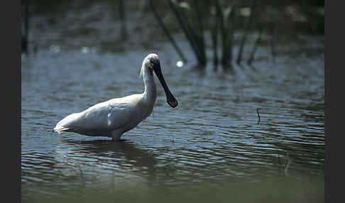 Löffler (Platalea leucorodia)