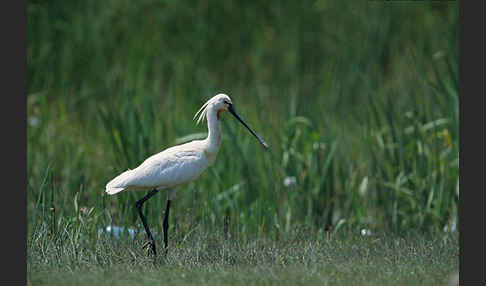 Löffler (Platalea leucorodia)