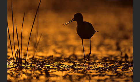 Stelzenläufer (Himantopus himantopus)