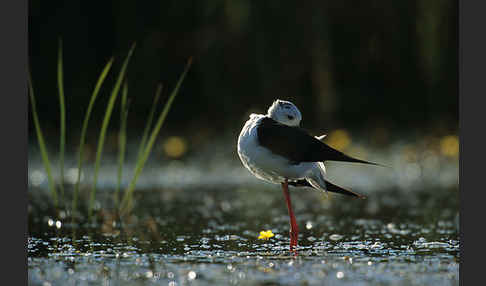 Stelzenläufer (Himantopus himantopus)