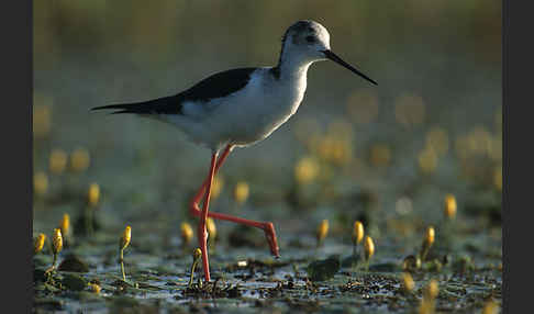 Stelzenläufer (Himantopus himantopus)