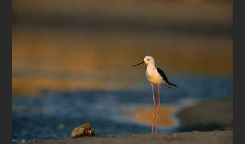 Stelzenläufer (Himantopus himantopus)