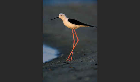 Stelzenläufer (Himantopus himantopus)