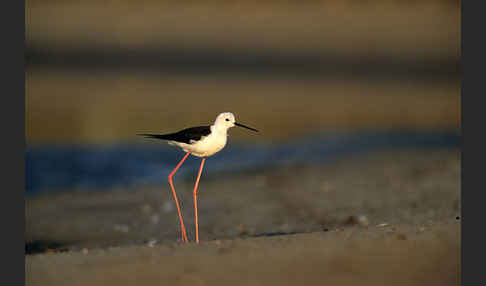 Stelzenläufer (Himantopus himantopus)