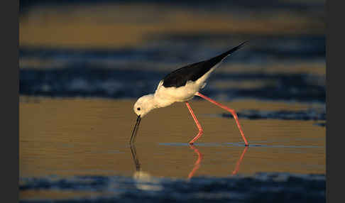 Stelzenläufer (Himantopus himantopus)