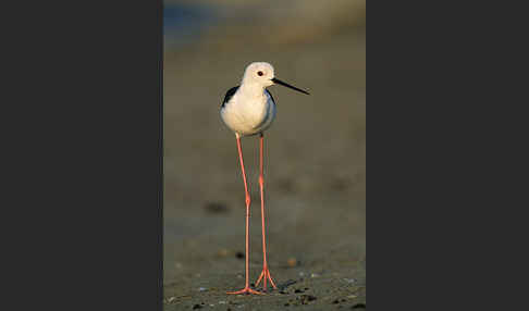 Stelzenläufer (Himantopus himantopus)