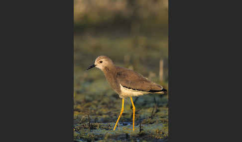 Weißschwanzkiebitz (Vanellus leucurus)