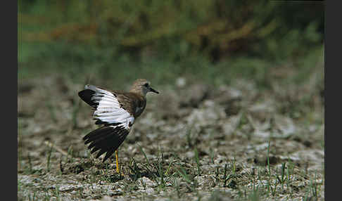 Weißschwanzkiebitz (Vanellus leucurus)