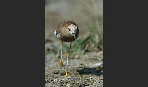 Weißschwanzkiebitz (Vanellus leucurus)