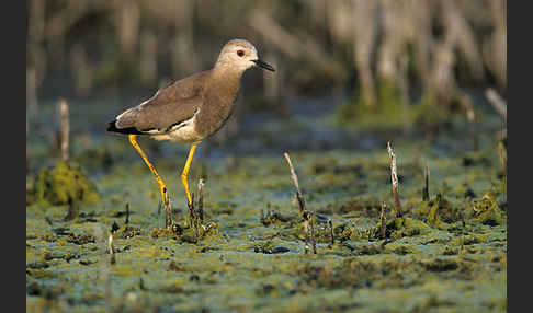 Weißschwanzkiebitz (Vanellus leucurus)