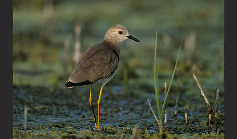 Weißschwanzkiebitz (Vanellus leucurus)