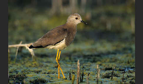 Weißschwanzkiebitz (Vanellus leucurus)