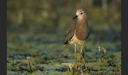 Weißschwanzkiebitz (Vanellus leucurus)