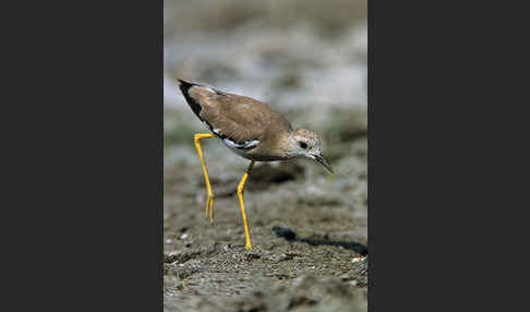 Weißschwanzkiebitz (Vanellus leucurus)