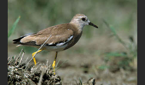 Weißschwanzkiebitz (Vanellus leucurus)