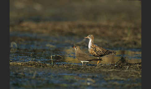 Kampfläufer (Philomachus pugnax)