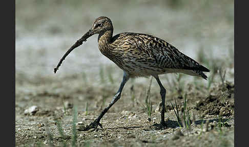 Großer Brachvogel (Numenius arquata)