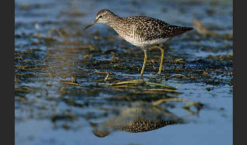 Bruchwasserläufer (Tringa glareola)