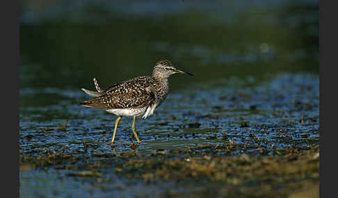 Bruchwasserläufer (Tringa glareola)