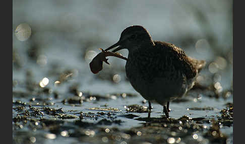 Bruchwasserläufer (Tringa glareola)