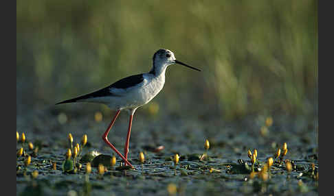 Stelzenläufer (Himantopus himantopus)