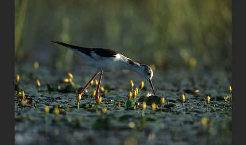 Stelzenläufer (Himantopus himantopus)