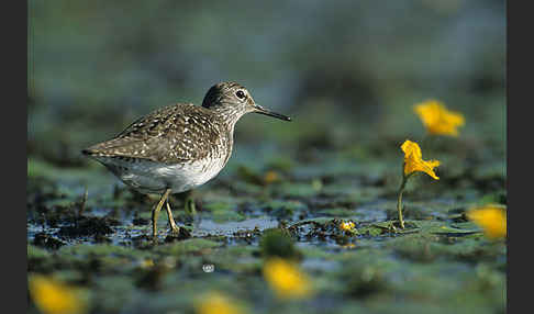 Bruchwasserläufer (Tringa glareola)