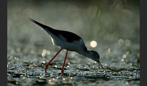 Stelzenläufer (Himantopus himantopus)