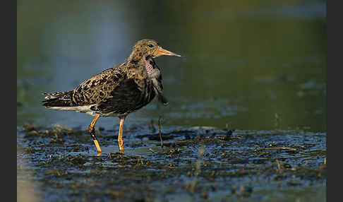 Kampfläufer (Philomachus pugnax)