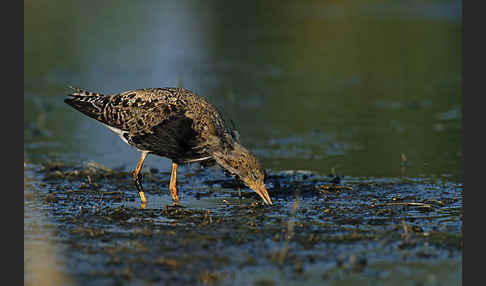 Kampfläufer (Philomachus pugnax)