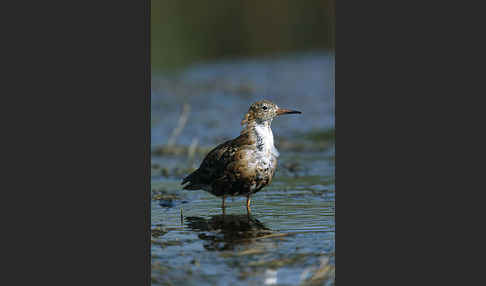 Kampfläufer (Philomachus pugnax)