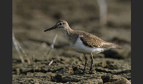 Flußuferläufer (Actitis hypoleucos)