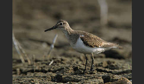 Flußuferläufer (Actitis hypoleucos)