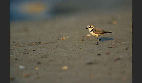 Seeregenpfeifer (Charadrius alexandrinus)