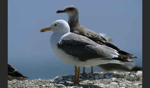 Steppenmöwe (Larus cachinnans)