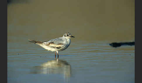 Zwergmöwe (Larus minutus)