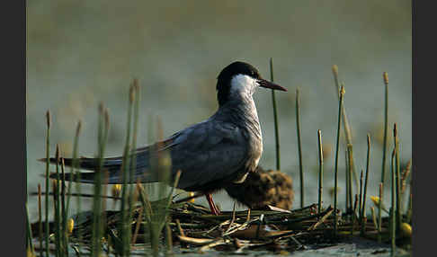 Weißbart-Seeschwalbe (Chlidonias hybridus)