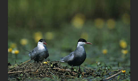 Weißbart-Seeschwalbe (Chlidonias hybridus)