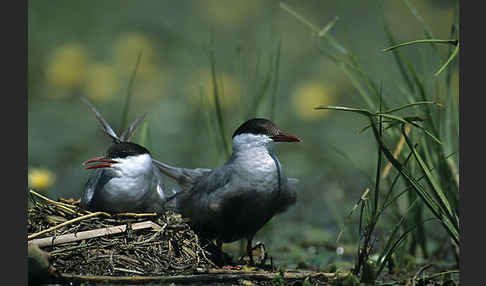 Weißbart-Seeschwalbe (Chlidonias hybridus)